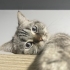 Cana yakın oyuncu british shorthair erkek fotoğraf