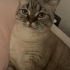 Cana yakın oyuncu british shorthair erkek fotoğraf
