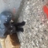 Siyah yavru kedi fotoğraf