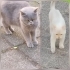 SİTEYE TERK EDILEN KEDİLERE ACİL YUVA ARANIYOR fotoğraf