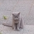 SİTEYE TERK EDILEN KEDİLERE ACİL YUVA ARANIYOR fotoğraf