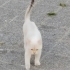 SİTEYE TERK EDILEN KEDİLERE ACİL YUVA ARANIYOR fotoğraf