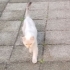 SİTEYE TERK EDILEN KEDİLERE ACİL YUVA ARANIYOR fotoğraf
