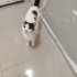 YENİ YUVASINI ARIYOR fotoğraf