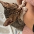 1 aylık yavru kedi fotoğraf