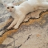 Scottish Fold ACAYİP TATLI VE AKILLI LULUYA ACİL YUVA ARIYORUZ fotoğraf