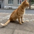3 bacaklı engelli kısır 1 yaşında erkek kedi fotoğraf