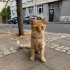 3 bacaklı engelli kısır 1 yaşında erkek kedi fotoğraf