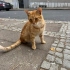 3 bacaklı engelli kısır 1 yaşında erkek kedi fotoğraf