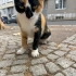 3 bacaklı kısır dişi kediye yuva fotoğraf