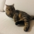 GOLDEN BLACK TAMMY YAVRUMUZ SAHİPLENİLMEZSE BARINAĞA BIRAKILACAK fotoğraf