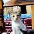 NE OLUR SOKAKLARA DÖNMEME İZİN VERMEYİN fotoğraf