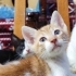 NE OLUR SOKAKLARA DÖNMEME İZİN VERMEYİN fotoğraf
