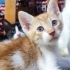 BAL OLSAYMIŞSIN fotoğraf