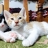 BAL OLSAYMIŞSIN fotoğraf