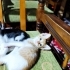 BAL OLSAYMIŞSIN fotoğraf