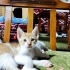 BAL OLSAYMIŞSIN fotoğraf