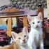 BAL OLSAYMIŞSIN fotoğraf