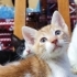 BAL OLSAYMIŞSIN fotoğraf