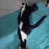 Yuvadan dönen tom fotoğraf