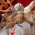 Mio dişi kedi sahiplendirme fotoğraf