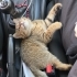Mio dişi kedi sahiplendirme fotoğraf