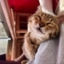 Mio dişi kedi sahiplendirme fotoğraf