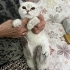 ÖMÜRLÜK YUVA ARAYAN MİNİK KEDİ fotoğraf