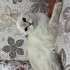 ÖMÜRLÜK YUVA ARAYAN MİNİK KEDİ fotoğraf
