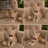 SAĞLIKLI BEBEKLERİMİZE ÖMÜRLÜK YUVA ARIYORUZ fotoğraf