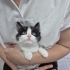 PANDA İÇİN ÇOK ACİL YUVA ARANIYOR fotoğraf