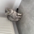 Scottish fold dişi fotoğraf