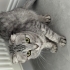 Scottish fold dişi fotoğraf