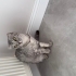 Scottish fold dişi fotoğraf