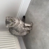Scottish fold dişi fotoğraf