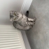 Scottish fold dişi fotoğraf