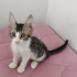 Tekir Yavru Kedi Sokaktan Bulundu fotoğraf