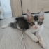 Tekir Yavru Kedi Sokaktan Bulundu fotoğraf