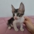 Tekir Yavru Kedi Sokaktan Bulundu fotoğraf