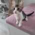 Tekir Yavru Kedi Sokaktan Bulundu fotoğraf