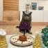 🐾 1 Yaşında Scottish Fold, Sevgi Dolu Yuva Arıyor fotoğraf