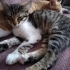 3 aylık dişi yavru kedi fotoğraf