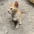 Yavru Kedi Sokaktan Bulundu fotoğraf