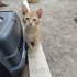 Yavru Kedi Sokaktan Bulundu fotoğraf