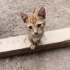 Yavru Kedi Sokaktan Bulundu fotoğraf