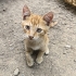 Yavru Kedi Sokaktan Bulundu fotoğraf