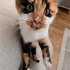 Eşsiz kedi CİCİ'ye Yuva Arıyoruz 🧡 fotoğraf