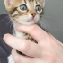 Acil yuva aranıyor fotoğraf