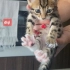 Acil yuva aranıyor fotoğraf