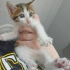 Acil yuva aranıyor fotoğraf
